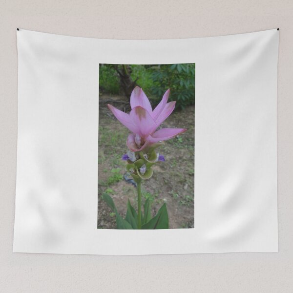 Item preview, Siam tulip is flowering plant, Curcuma sp. of the ginger family no. 42 designed and sold by greengoodnich.