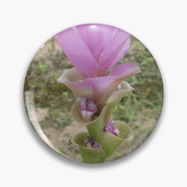 Item preview, Siam tulip is flowering plant, Curcuma sp. of the ginger family no. 43 designed and sold by greengoodnich.
