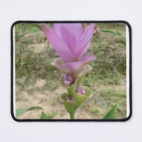 Item preview, Siam tulip is flowering plant, Curcuma sp. of the ginger family no. 43 designed and sold by greengoodnich.
