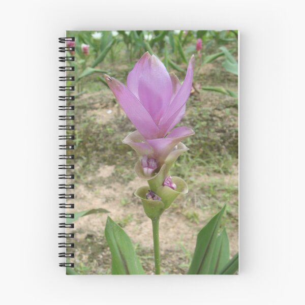 Item preview, Siam tulip is flowering plant, Curcuma sp. of the ginger family no. 43 designed and sold by greengoodnich.