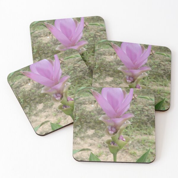 Item preview, Siam tulip is flowering plant, Curcuma sp. of the ginger family no. 43 designed and sold by greengoodnich.