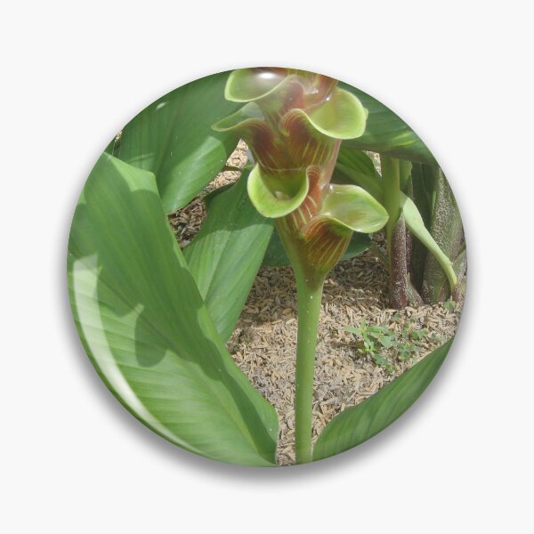 Item preview, Siam tulip is flowering plant, Curcuma sp. of the ginger family no. 44 designed and sold by greengoodnich.