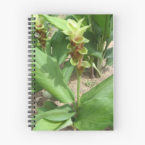 Item preview, Siam tulip is flowering plant, Curcuma sp. of the ginger family no. 44 designed and sold by greengoodnich.
