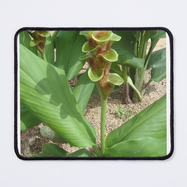 Item preview, Siam tulip is flowering plant, Curcuma sp. of the ginger family no. 44 designed and sold by greengoodnich.