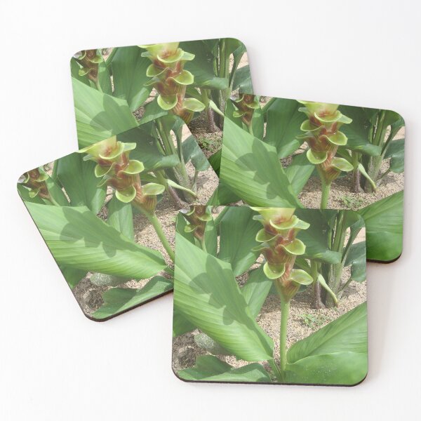Item preview, Siam tulip is flowering plant, Curcuma sp. of the ginger family no. 44 designed and sold by greengoodnich.