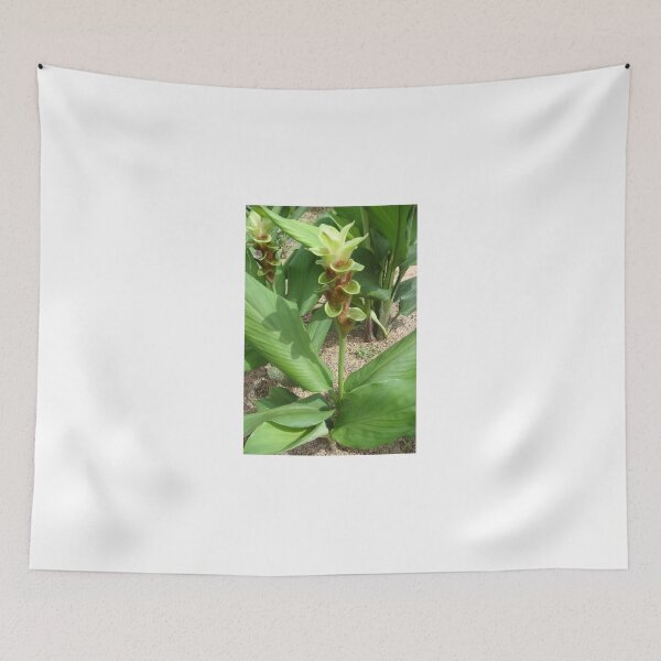 Item preview, Siam tulip is flowering plant, Curcuma sp. of the ginger family no. 44 designed and sold by greengoodnich.