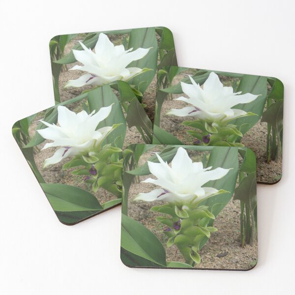 Item preview, Siam tulip is flowering plant, Curcuma sp. of the ginger family no. 45 designed and sold by greengoodnich.
