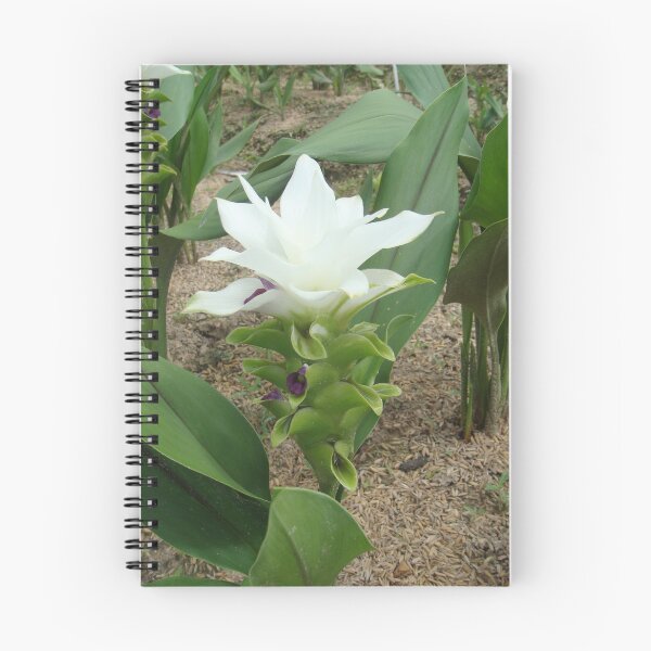 Item preview, Siam tulip is flowering plant, Curcuma sp. of the ginger family no. 45 designed and sold by greengoodnich.