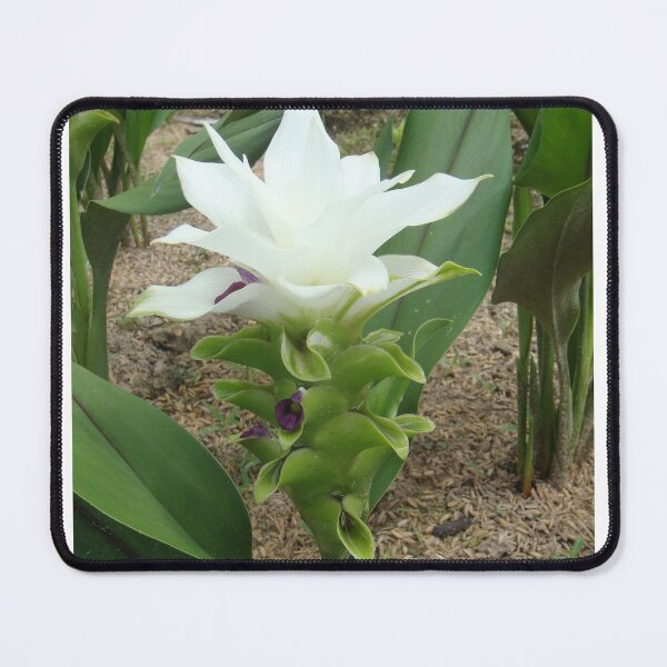 Item preview, Siam tulip is flowering plant, Curcuma sp. of the ginger family no. 45 designed and sold by greengoodnich.