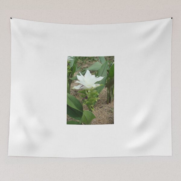Item preview, Siam tulip is flowering plant, Curcuma sp. of the ginger family no. 45 designed and sold by greengoodnich.