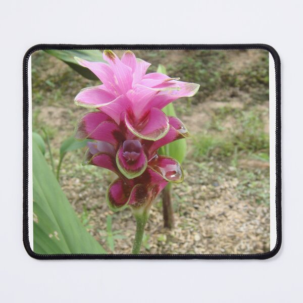 Item preview, Siam tulip is flowering plant, Curcuma sp. of the ginger family no. 46 designed and sold by greengoodnich.