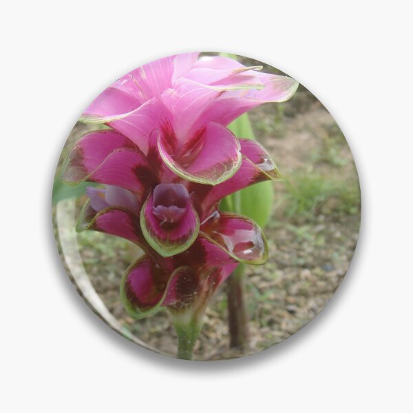Item preview, Siam tulip is flowering plant, Curcuma sp. of the ginger family no. 46 designed and sold by greengoodnich.