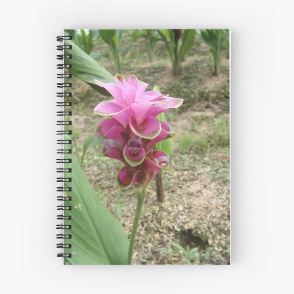Item preview, Siam tulip is flowering plant, Curcuma sp. of the ginger family no. 46 designed and sold by greengoodnich.