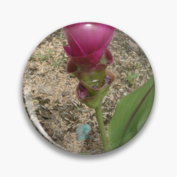 Item preview, Siam tulip is flowering plant, Curcuma sp. of the ginger family no. 47 designed and sold by greengoodnich.