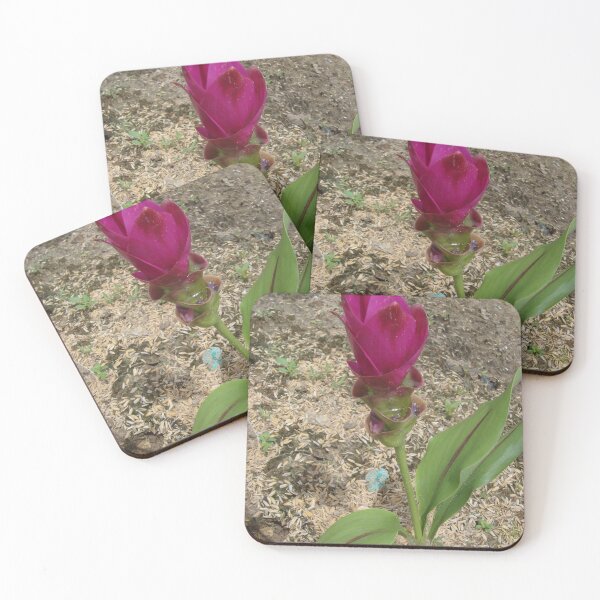 Item preview, Siam tulip is flowering plant, Curcuma sp. of the ginger family no. 47 designed and sold by greengoodnich.