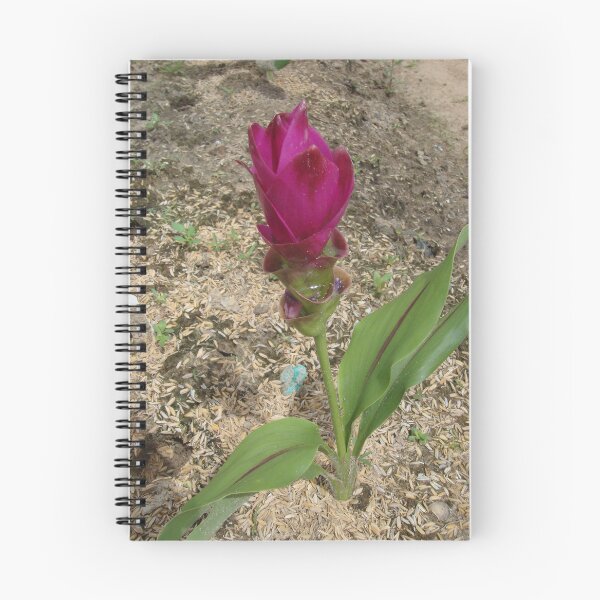 Item preview, Siam tulip is flowering plant, Curcuma sp. of the ginger family no. 47 designed and sold by greengoodnich.