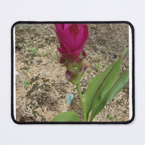 Item preview, Siam tulip is flowering plant, Curcuma sp. of the ginger family no. 47 designed and sold by greengoodnich.