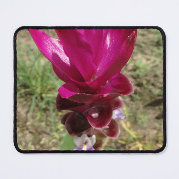 Item preview, Siam tulip is flowering plant, Curcuma sp. of the ginger family no. 48 designed and sold by greengoodnich.