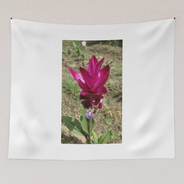 Item preview, Siam tulip is flowering plant, Curcuma sp. of the ginger family no. 48 designed and sold by greengoodnich.