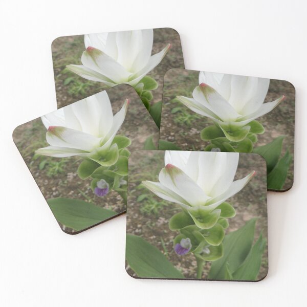 Item preview, Siam tulip is flowering plant, Curcuma sp. of the ginger family no. 49 designed and sold by greengoodnich.