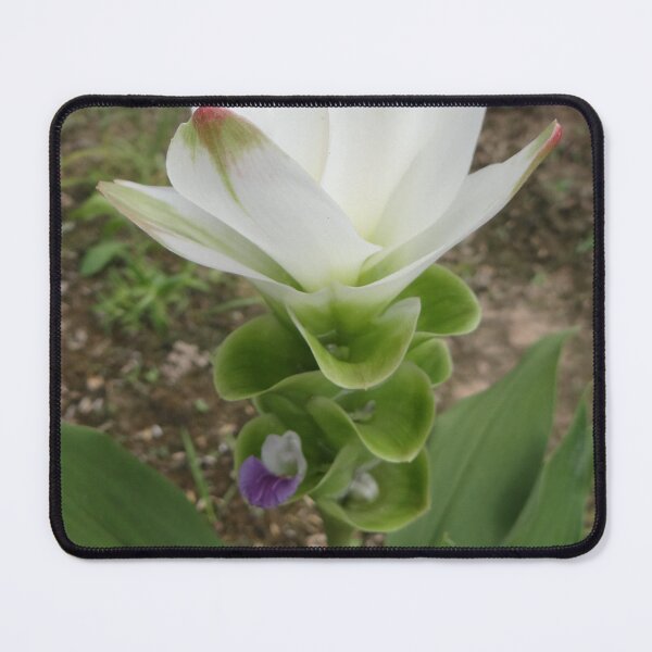 Item preview, Siam tulip is flowering plant, Curcuma sp. of the ginger family no. 49 designed and sold by greengoodnich.
