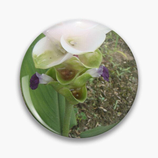 Item preview, Siam tulip is flowering plant, Curcuma sp. of the ginger family no. 50 designed and sold by greengoodnich.
