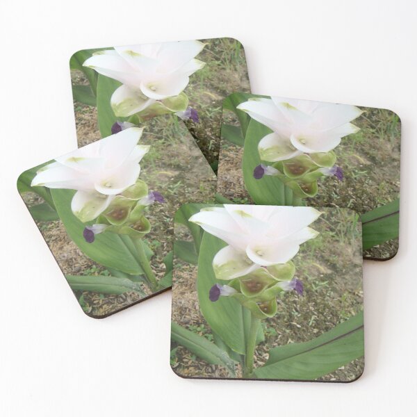 Item preview, Siam tulip is flowering plant, Curcuma sp. of the ginger family no. 50 designed and sold by greengoodnich.