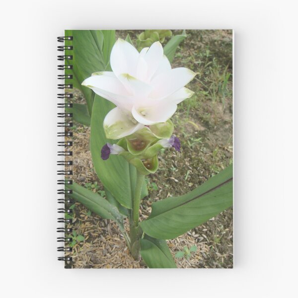 Item preview, Siam tulip is flowering plant, Curcuma sp. of the ginger family no. 50 designed and sold by greengoodnich.