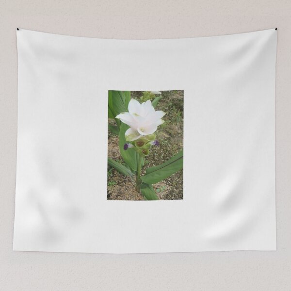 Item preview, Siam tulip is flowering plant, Curcuma sp. of the ginger family no. 50 designed and sold by greengoodnich.