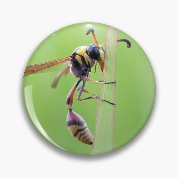 Item preview, Delta Unguiculatum, a species of potter wasp from Europe designed and sold by MyPixelmate.