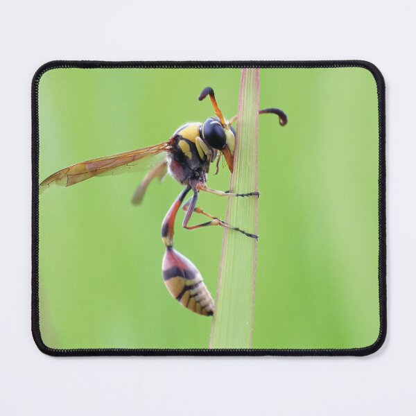 Item preview, Delta Unguiculatum, a species of potter wasp from Europe designed and sold by MyPixelmate.