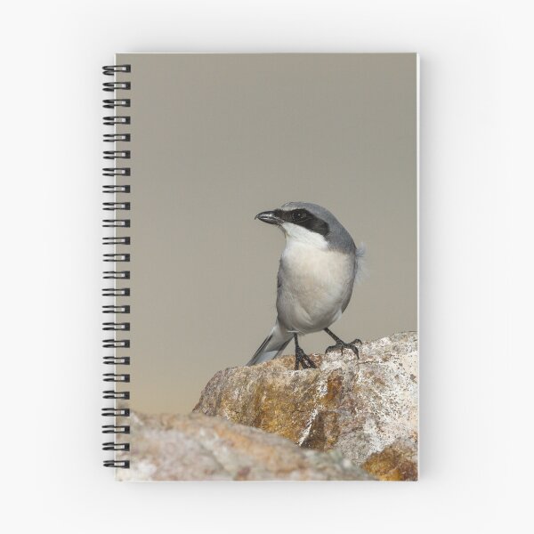 Item preview, Shriking a Pose -- Loggerhead Shrike designed and sold by Tom Talbott.