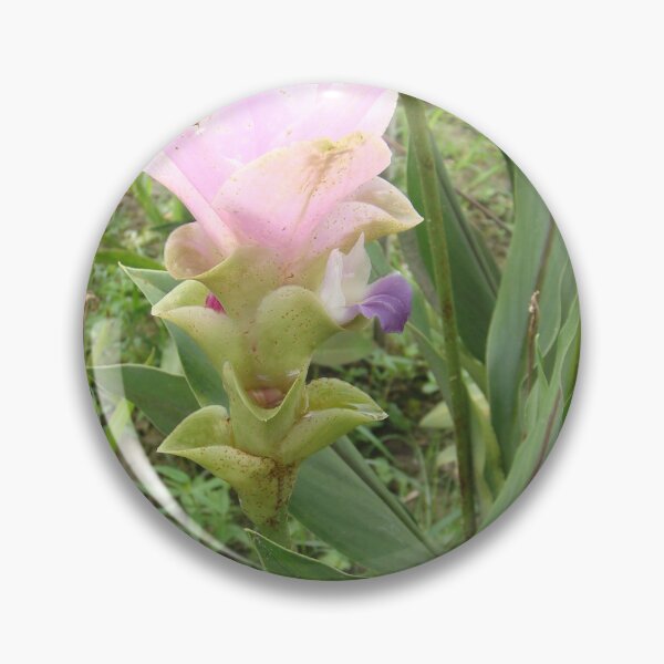 Item preview, Siam tulip is flowering plant, Curcuma sp. of the ginger family no. 51 designed and sold by greengoodnich.