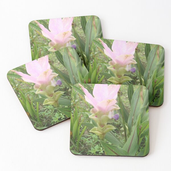 Item preview, Siam tulip is flowering plant, Curcuma sp. of the ginger family no. 51 designed and sold by greengoodnich.