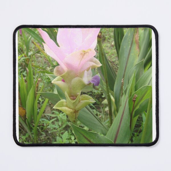 Item preview, Siam tulip is flowering plant, Curcuma sp. of the ginger family no. 51 designed and sold by greengoodnich.