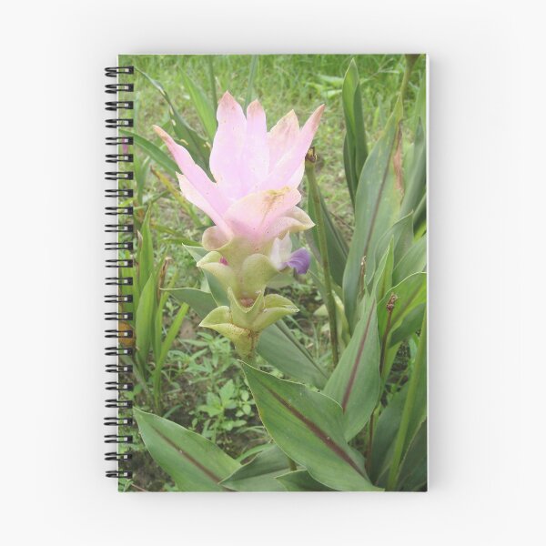Item preview, Siam tulip is flowering plant, Curcuma sp. of the ginger family no. 51 designed and sold by greengoodnich.