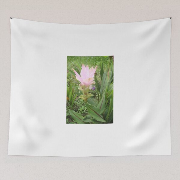 Item preview, Siam tulip is flowering plant, Curcuma sp. of the ginger family no. 51 designed and sold by greengoodnich.
