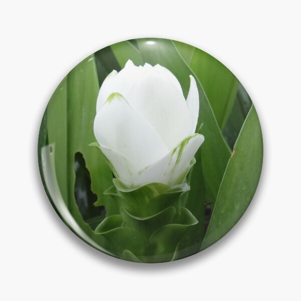Item preview, Siam tulip is flowering plant, Curcuma sp. of the ginger family no. 52 designed and sold by greengoodnich.