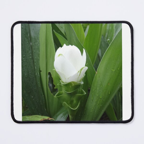 Item preview, Siam tulip is flowering plant, Curcuma sp. of the ginger family no. 52 designed and sold by greengoodnich.