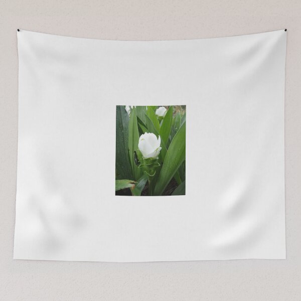 Item preview, Siam tulip is flowering plant, Curcuma sp. of the ginger family no. 52 designed and sold by greengoodnich.