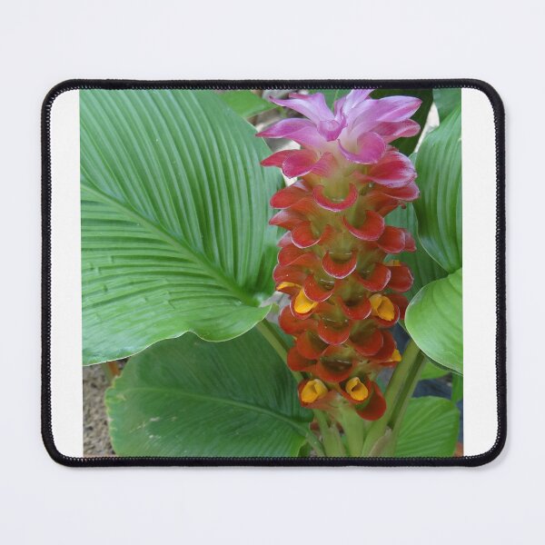 Item preview, Siam tulip is flowering plant, Curcuma sp. of the ginger family no. 53 designed and sold by greengoodnich.