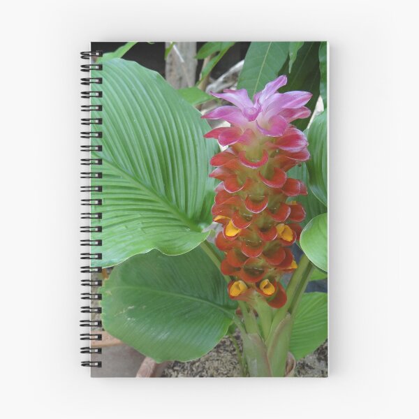 Item preview, Siam tulip is flowering plant, Curcuma sp. of the ginger family no. 53 designed and sold by greengoodnich.