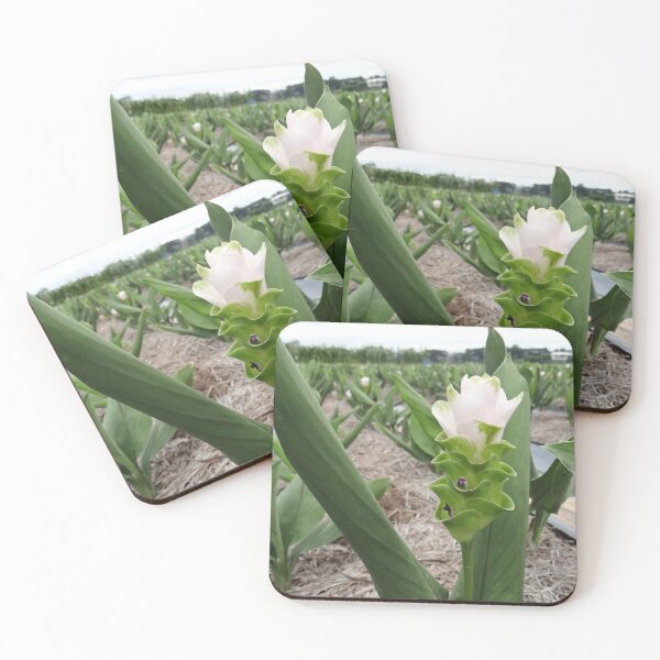 Item preview, Siam tulip is flowering plant, Curcuma sp. of the ginger family no. 54 designed and sold by greengoodnich.
