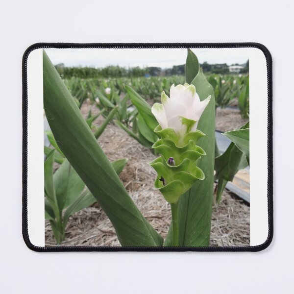 Item preview, Siam tulip is flowering plant, Curcuma sp. of the ginger family no. 54 designed and sold by greengoodnich.