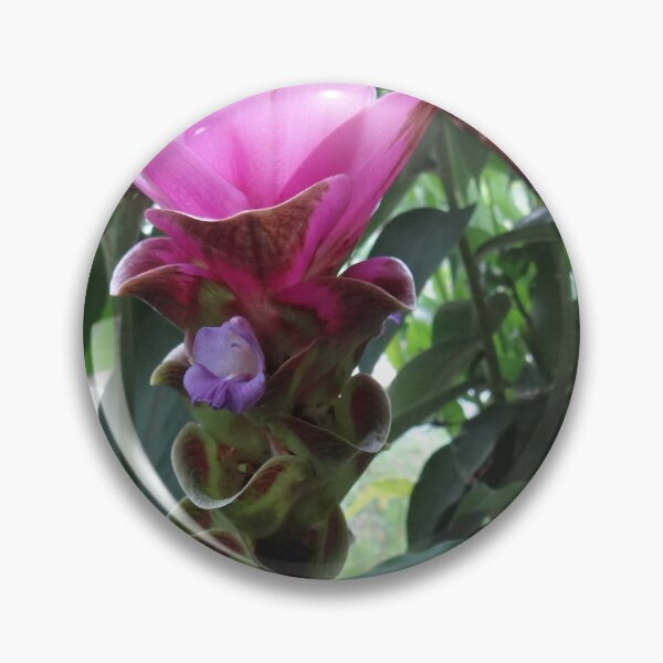 Item preview, Siam tulip is flowering plant, Curcuma sp. of the ginger family no. 55 designed and sold by greengoodnich.