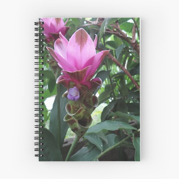 Item preview, Siam tulip is flowering plant, Curcuma sp. of the ginger family no. 55 designed and sold by greengoodnich.