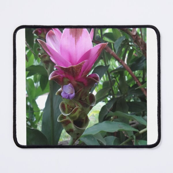 Item preview, Siam tulip is flowering plant, Curcuma sp. of the ginger family no. 55 designed and sold by greengoodnich.