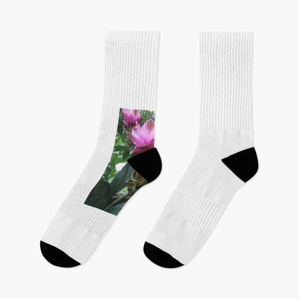 Item preview, Siam tulip is flowering plant, Curcuma sp. of the ginger family no. 55 designed and sold by greengoodnich.