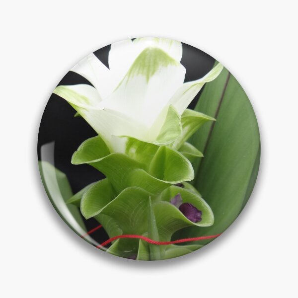 Item preview, Siam tulip is flowering plant, Curcuma sp. of the ginger family no. 56 designed and sold by greengoodnich.