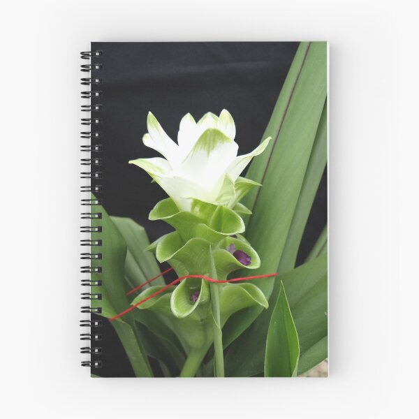 Item preview, Siam tulip is flowering plant, Curcuma sp. of the ginger family no. 56 designed and sold by greengoodnich.